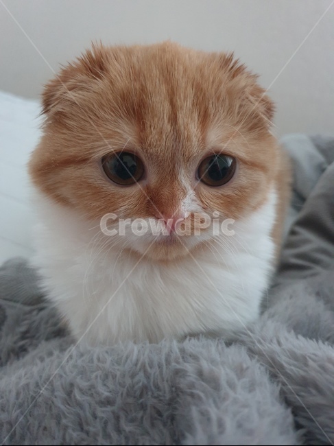 고양이,반려묘,cat,슈렉고양이,스코티쉬폴드,동물,animal,포유류,mammal,고양이,cat,kitten,kitty