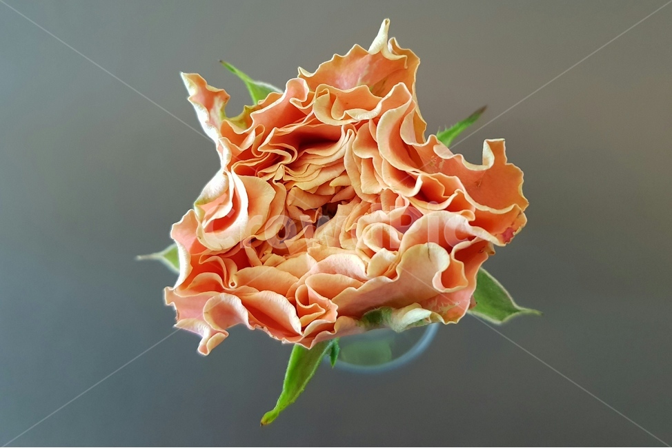 꽃,플라워,자연,flower,beautiful,flowerbeautiful,소품,생화,데코레이션,식물,자연,plants,nature,꽃,flower