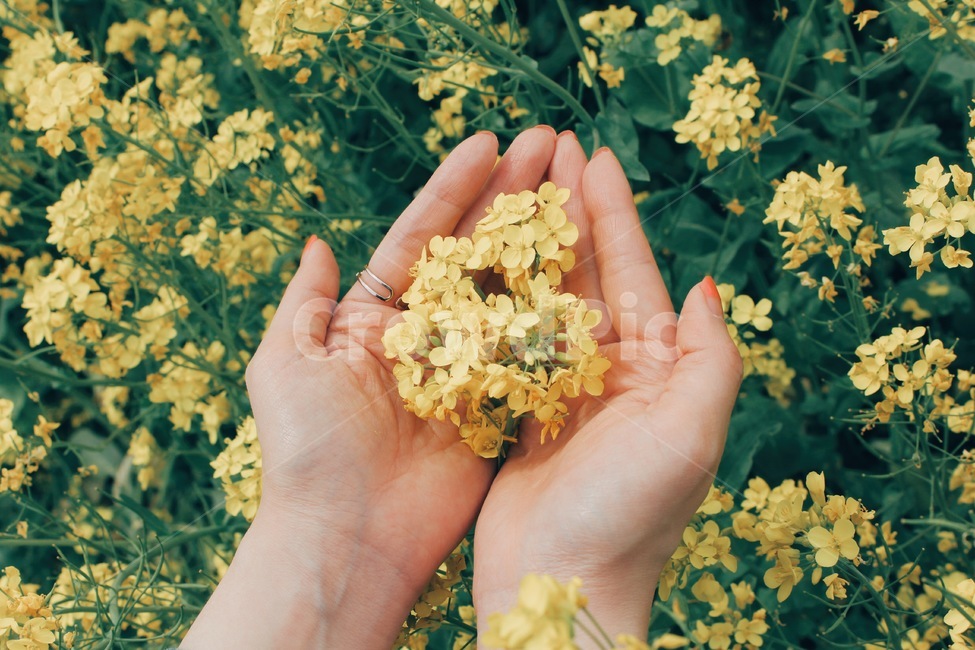 유채꽃,꽃,손,감성사진,봄,봄,계절,spring,season,꽃,flower,사람,인물,인간,human,person,신체일부,몸,body,감성,sensible,feeling,색깔,색상,색채,색감,color sense,color sensitivity,feeling of color,plant,식물