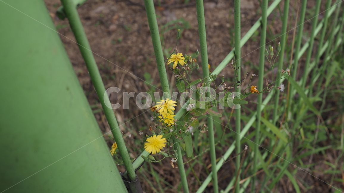 야생화,꽃,야생식물,wildflower,flower,식물,자연,plants,nature,꽃,flower