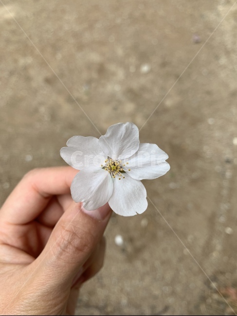 꽃,flower,벚꽃,cherry,blossom,클로즈업,closeup,plant,식물