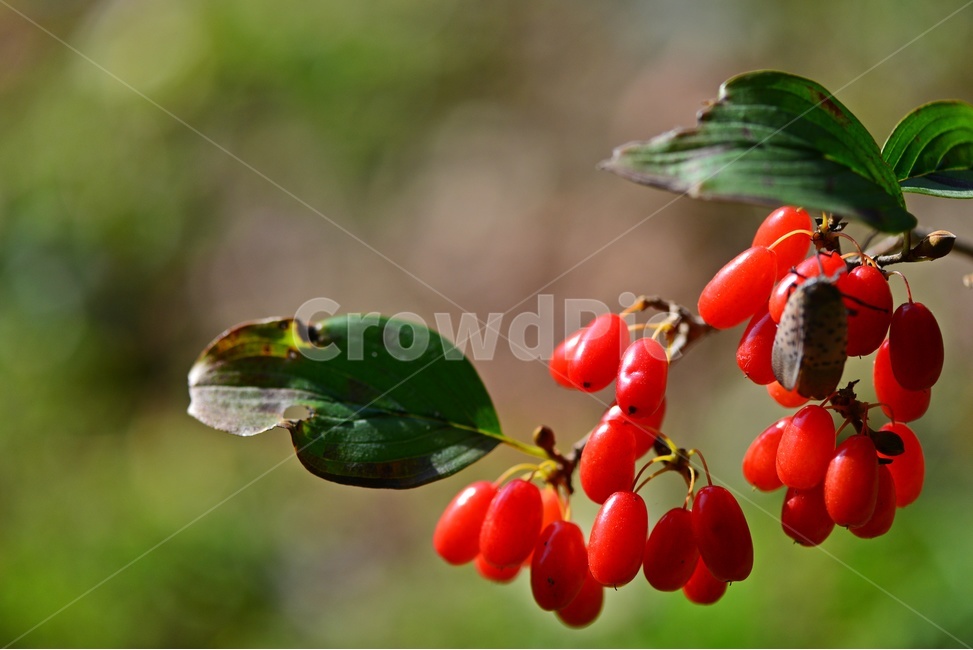 plant,식물,food,음식,fruit,과일,산수유,열매,산수유열매,약용식물,건강식품,결실,빨강색,가을,과일,열매,fruit