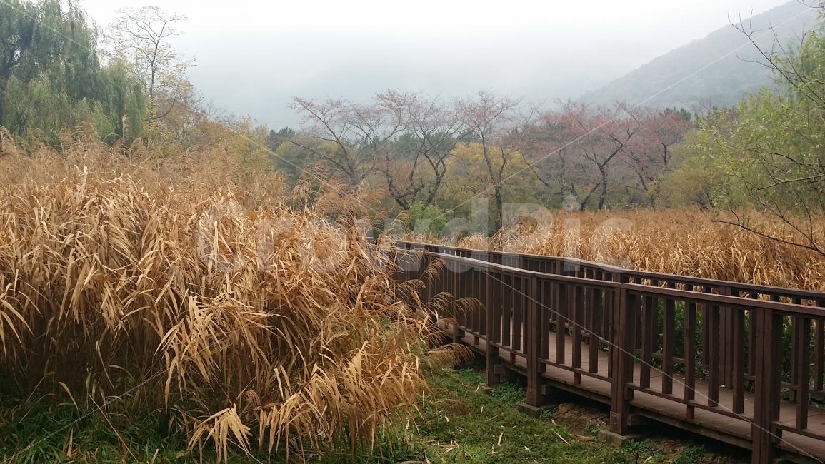 가을,숲,다리,갈대,단풍,자연,풍경,nature,landscape,가을,계절,fall,autumn,season,plant,식물,grass,잔디