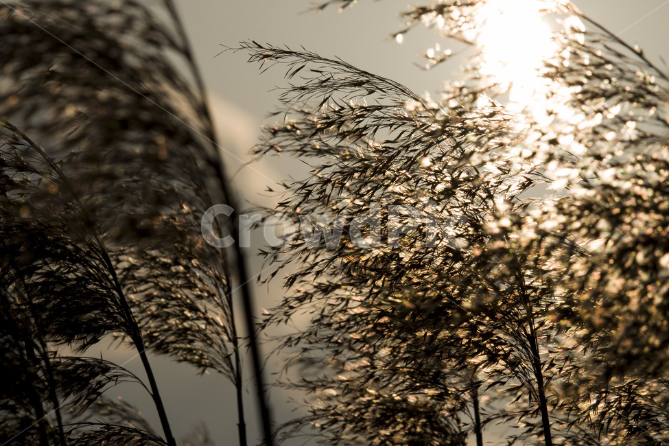 노을,갈대,해질녘,역광,가을,반짝임,가을,계절,fall,autumn,season,plant,식물,grass,잔디,lawn,reed