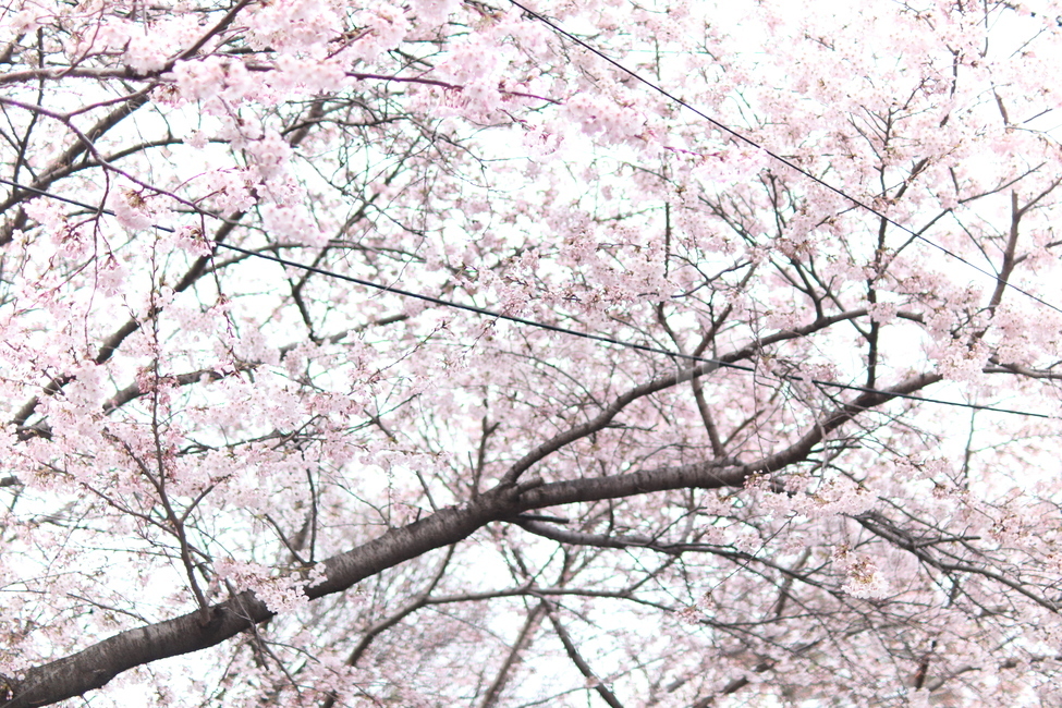 벚꽃,벚꽃나무,봄꽃,벚나무,flower,나무,봄,벚꽃잎,나뭇가지,인천,인천공원,공원