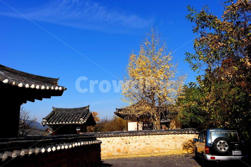 일선리문화재마을,지프차,은행나무,기와집,선산군,한옥,고택,전통마을,낙엽,ginko,fallenleaves,car,jeep,맑음,sunny,yellow,노랑색,노란색,가을,fall,autume,tree,나무,silent,고요,마을,집,house,hanok,파란하늘,푸른하늘,bluesky