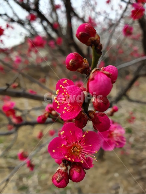 홍매화,봄,꽃,꽃망울,고귀함,flowerbud,redflower,red,spring,꽃말,식물,식물,자연,plants,nature,꽃,flower
