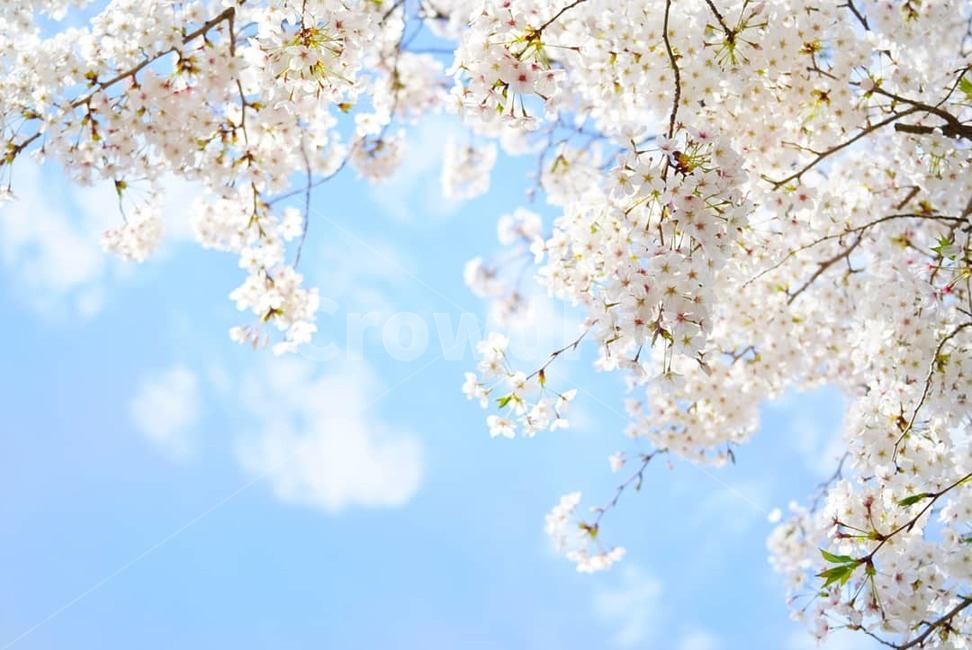 식물,벚꽃,flower,날씨,구름,하늘,sky,나무,스냅,파란색,흰색,구경,꽃,감상,감성,봄,계절,spring,season,자연,풍경,nature,landscape,plant