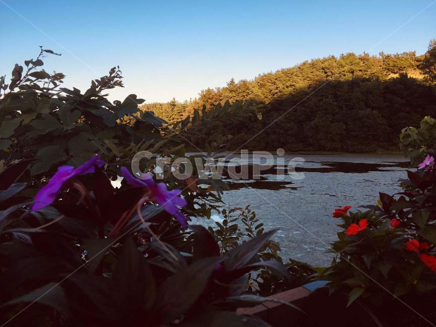 outdoors,옥외,land,땅,nature,자연,plant,식물,water,blossom,flower,물,꽃,식물,자연,plants,nature,꽃,flower