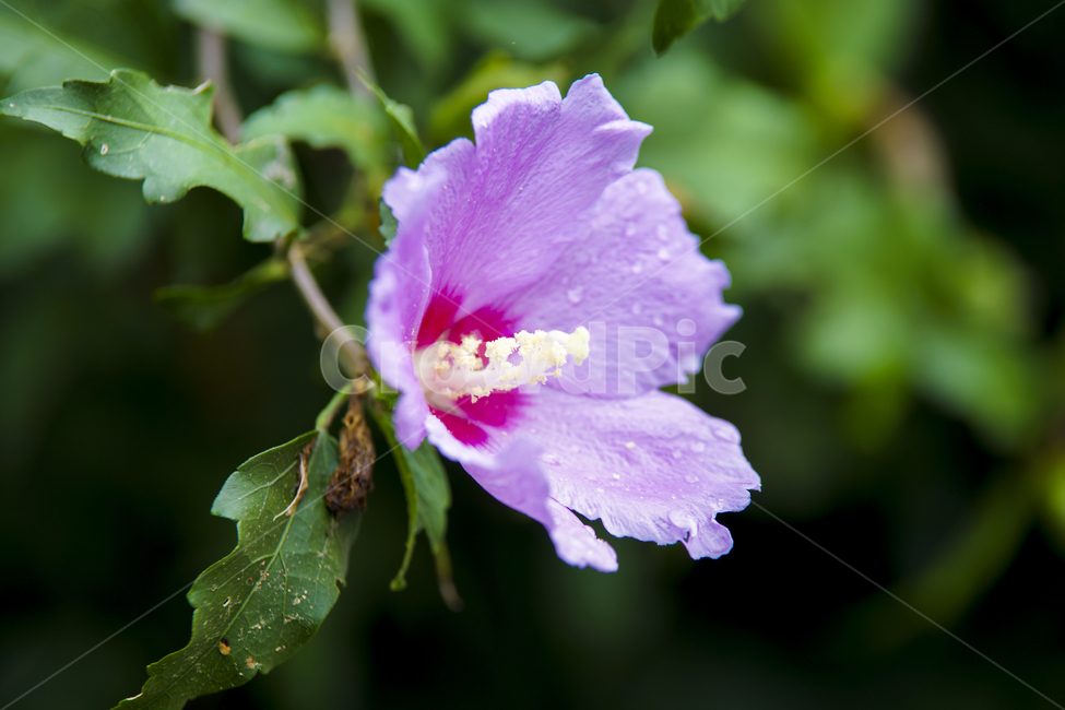 무궁화,무궁화꽃,국화,매크로,roseofsharon,식물,자연,plants,nature,꽃,flower