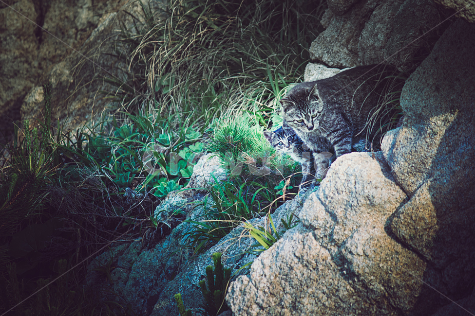 mom,cute,kitty,mother,Beach,kitten,stray cat,cat,baby,walk