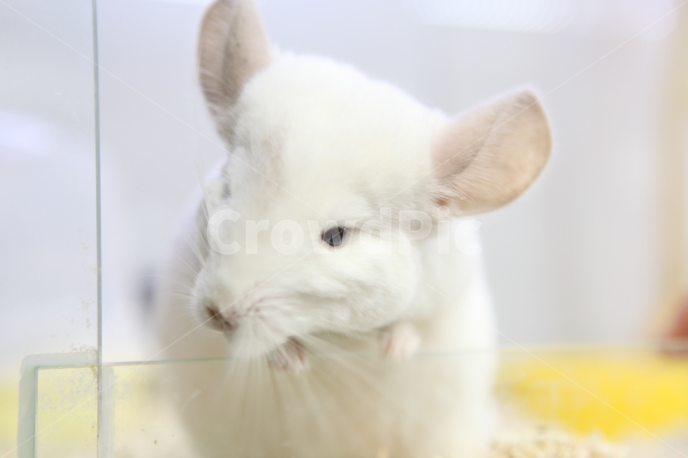 쥐,동물,animal,mouse,white,쥐띠,2020년,동물,animal,포유류,mammal