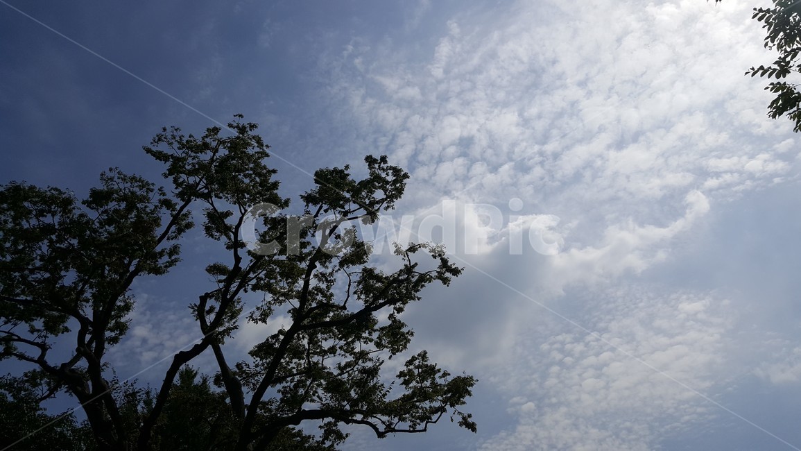 하늘,자연,가을,계절,나무,초가을,늦은여름,자연,풍경,nature,landscape,weather,날씨,outdoors,옥외,cumulus,적운,sky,cloud,구름
