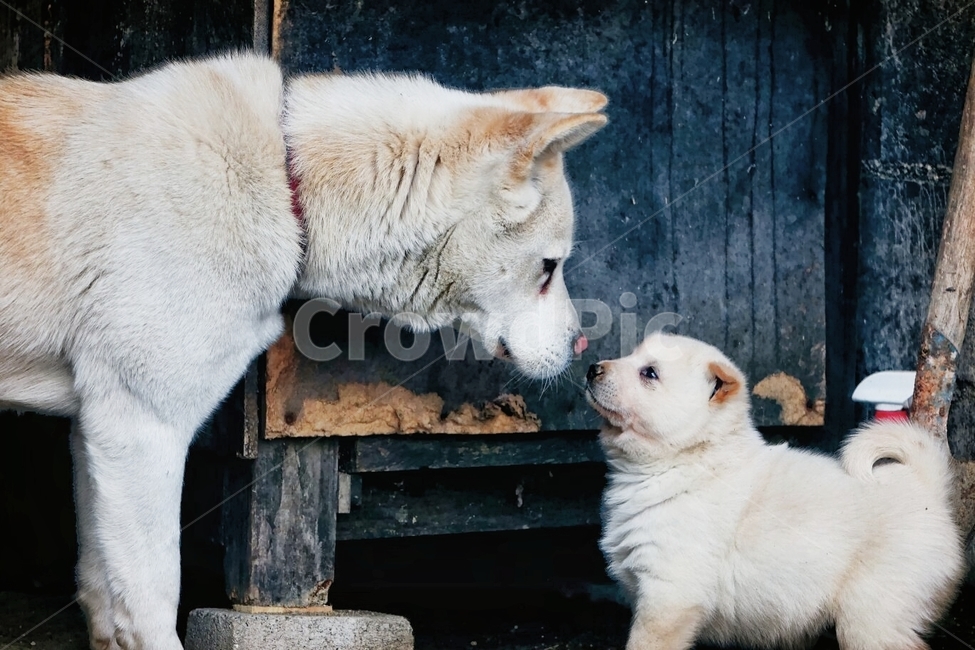 강아지,아기강아지,개,댕댕이,동물,pet,animal,포유류,dog