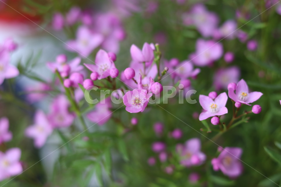 plant,식물,꽃,화단,흐린날
