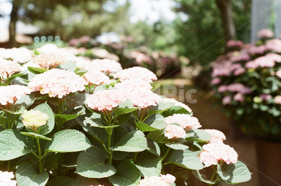 감성사진,필름카메라,식물,필름,꽃,식물,자연,plants,nature,꽃,flower