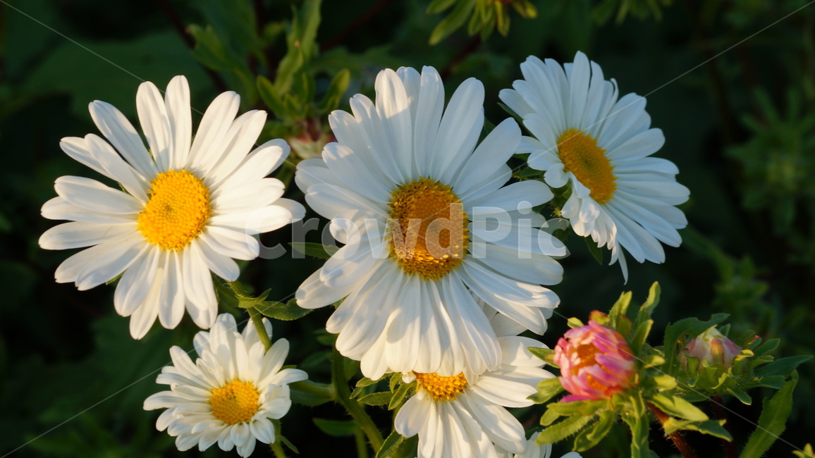 샤스타데이지,꽃,꽃길,식물,꽃축제,식물,자연,plants,nature,꽃,flower