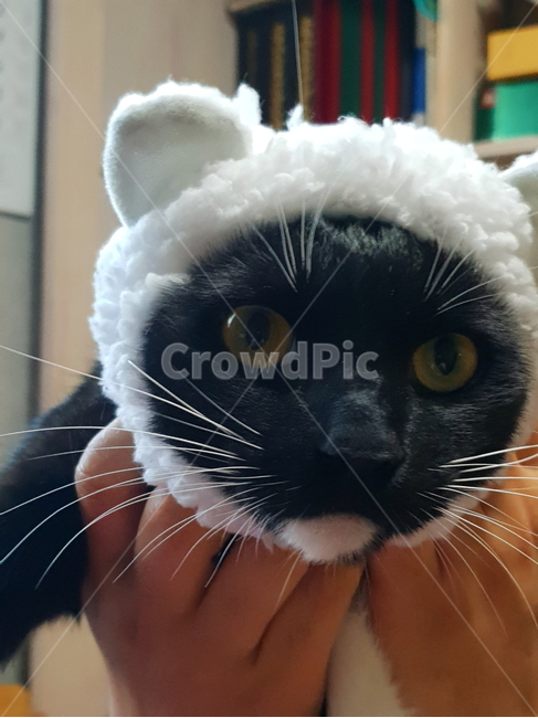 고양이,검정고양이,펫,블랙앤화이트,집고양이,집냥이,냥이,애완동물