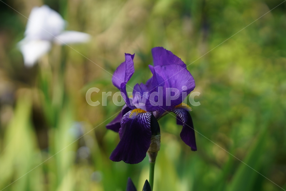 flower,꽃,자연,식물,national,보라색