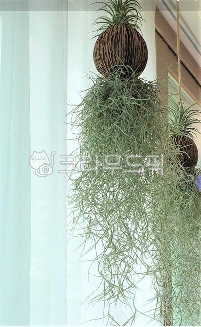 Ionansatillandsia,Tillandsia,hanging flower pot,Ionan Temple,air purifying plants,dusteating flower,Beard Tillandsia,pineapple family plant,air plants