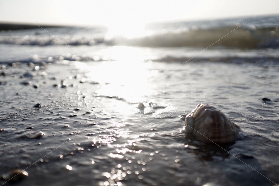풍경,바다,여름,emotion,감성,자연,풍경,nature,landscape,해변,바다,beach,sea,휴식,힐링,rest,relaxation,healing,감성,sensible,feeling,sea life,해양 생물,animal,동물,turtle,터틀