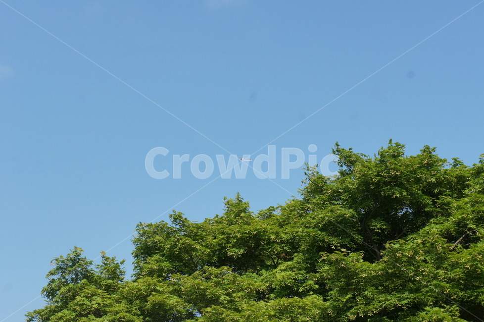 하늘,나무,여름,맑음,푸르름,생명,연날리기,연