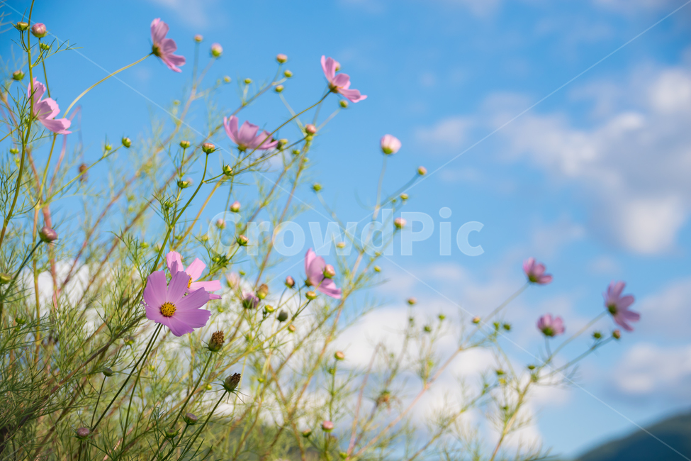 코스모스,식물,꽃,cosmos,plants,하늘,sky,가을,계절,fall,autumn,season,식물,자연,plants,nature,꽃,flower,spring,봄,plant