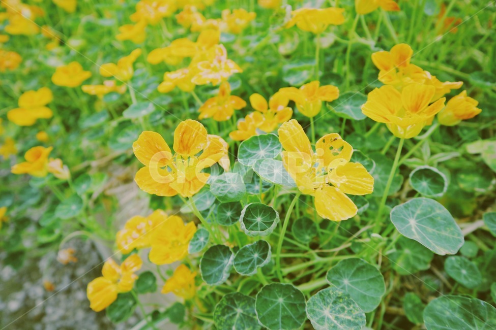 꽃,식물,여름,봄,식물원