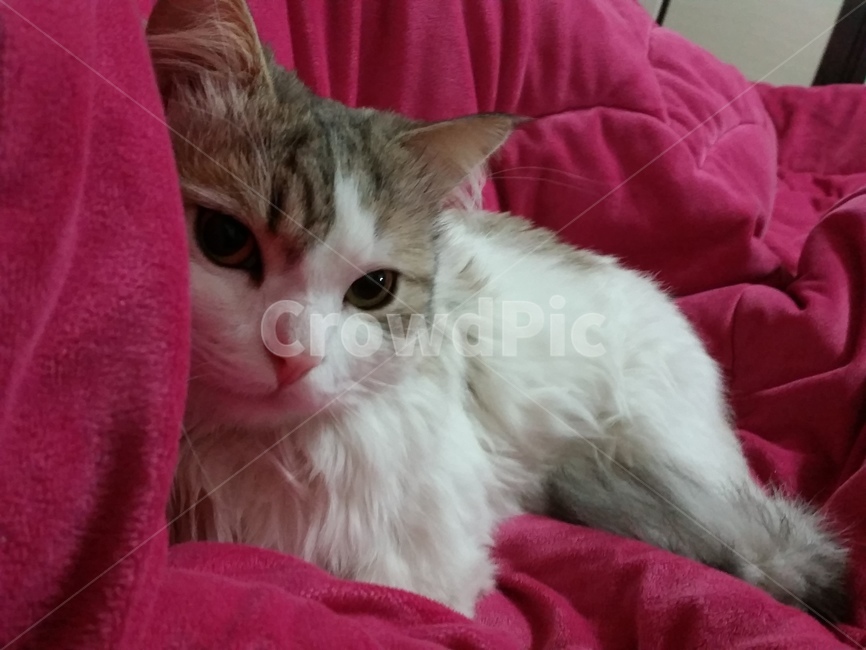 고양이,먼치킨,묘냥이,어린고양이,장모고양이,졸림,아련,동물,animal,포유류,mammal,고양이,cat,kitten,kitty