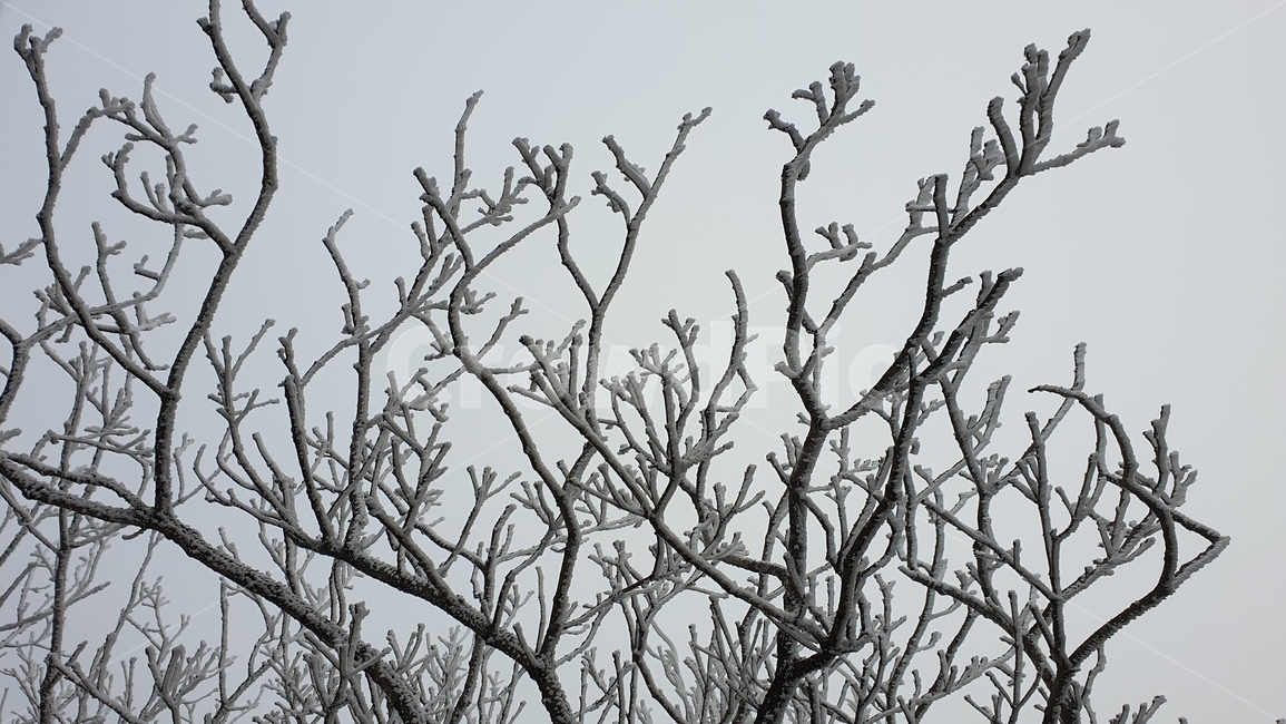 눈,겨울,눈꽃,나무,겨울나무,산,nature,자연,옥외,ice,outdoors,snow,빙