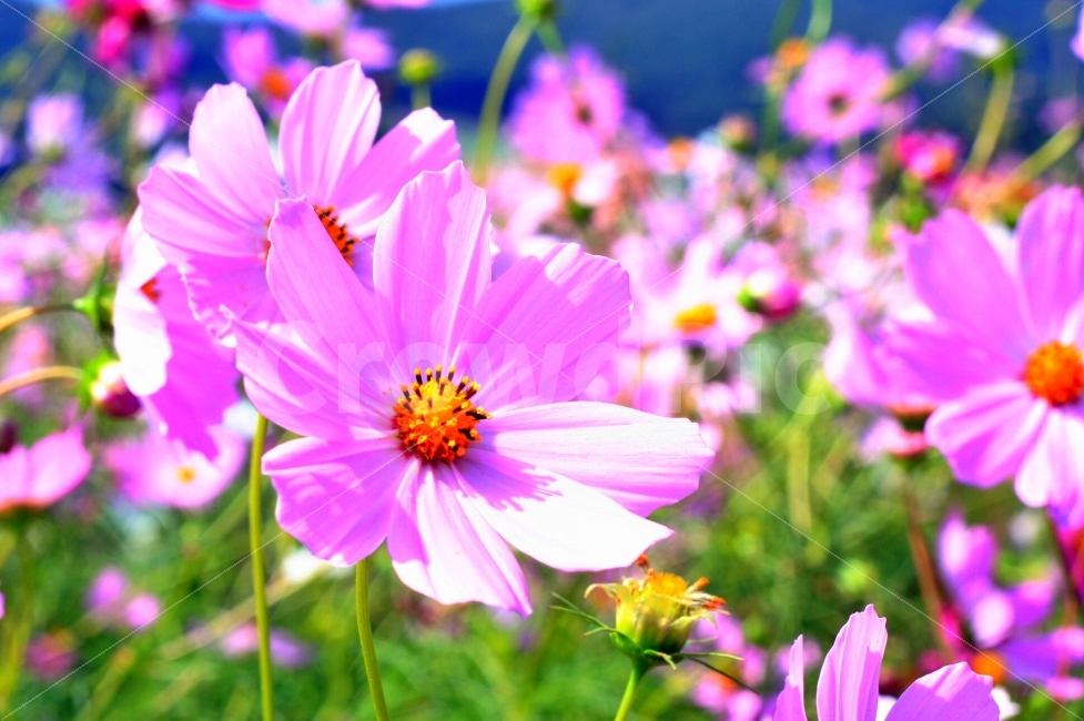 코스모스,가을,풍경,꽃,분홍빛,가을,계절,fall,autumn,season,식물,자연,plants,nature,꽃,flower,색깔,색상,색채,색감,color sense,color sensitivity,feeling of color,plant