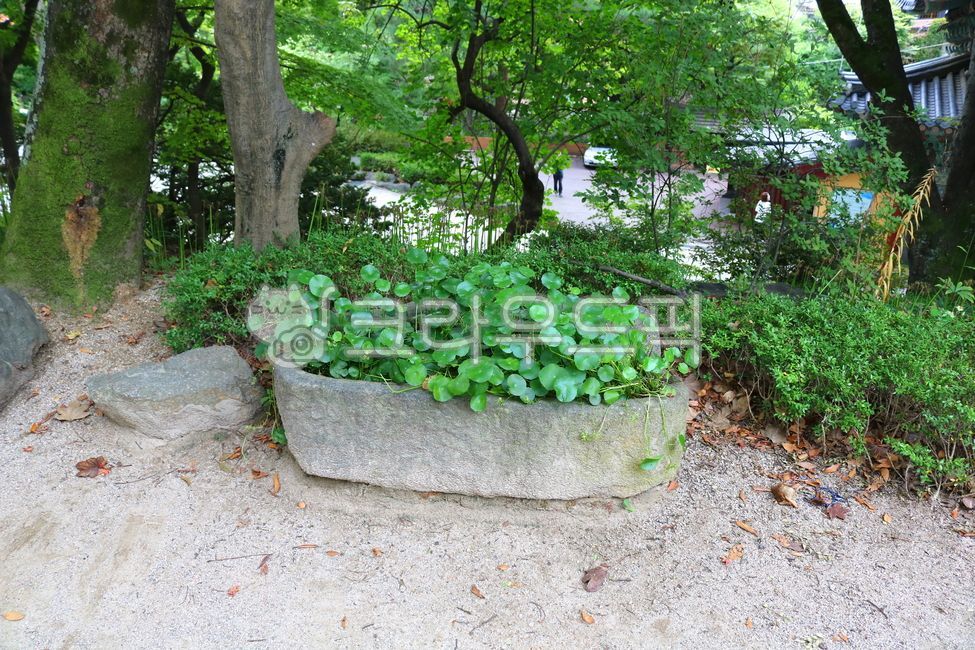 워터코인,산형과,식물,수생식물,자연,관상용,잎,녹색식물