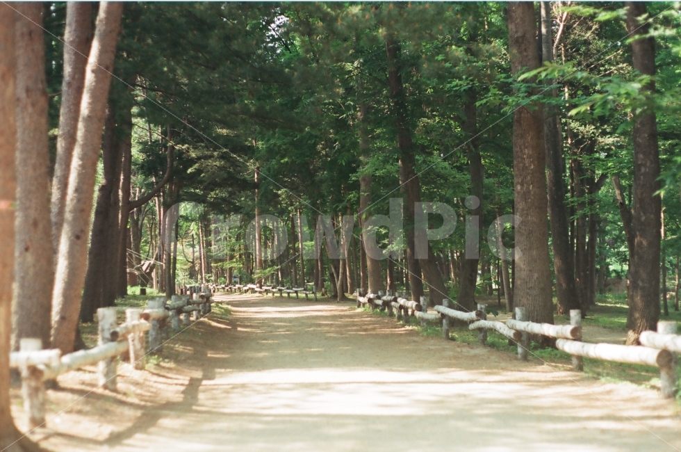 산책,나무,메타세콰이어길,남이섬,필름사진,춘천,강원도,남이나라공화국,산책로,tree,chuncheon,gangwondo,namiseom,namiseomisland,walk,trail,path,film,filmcamera,minolta,minoltax300,필름카메라,Metasequoiaroad,Metasequoia,자연,풍경,nature,landscape,plant,식물,outdoors,옥외,land,땅,vegetation,초목,forest,숲,grove,작은 숲,woodland,삼림지