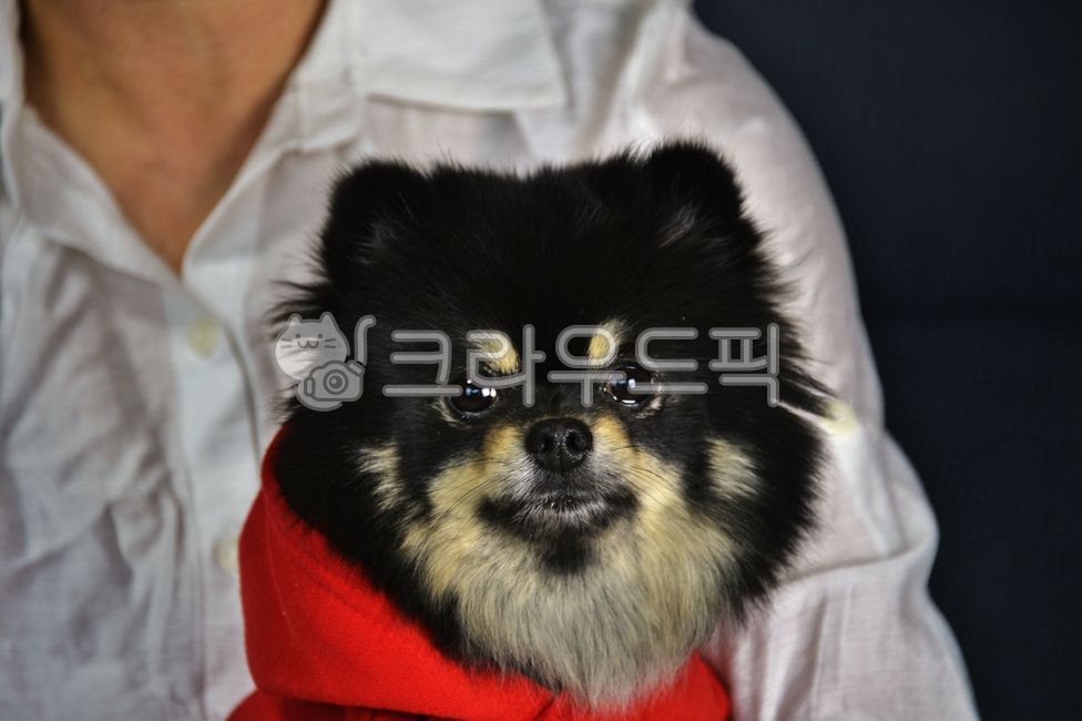 반려견,반려동물,강아지,개,사람,동물,포메라이언,블랙탄