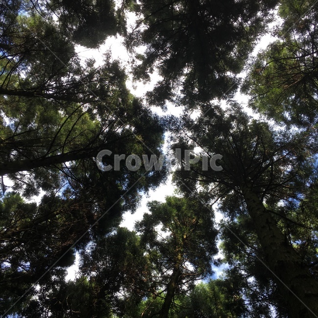 나무,소나무,pinetree,숲,forest,자연,nature,사려니숲,하늘,sky,빛,tree,힐링,구름,고요한,풍경,적송,식물,wood,plants