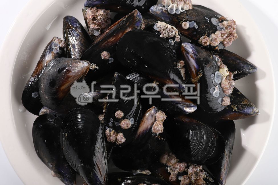 홍합,수산물,바다생물,먹거리,조개,음식,식재료,요리,food,cook,meal,dishes,food reserves,수산물,해산물,fishery products,seafood