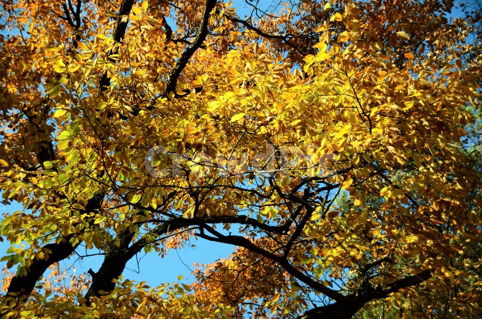 졸참나무,졸참나무단풍,참나무,가을단풍,자연,나무,가을,계절,fall,autumn,season,tree,plant,식물,leaf,잎,tree trunk,나무 줄기,maple,단풍