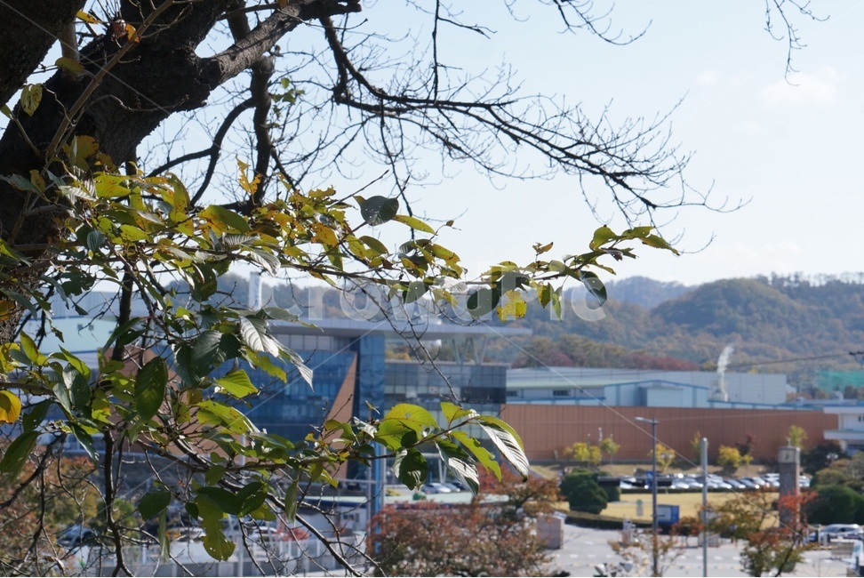 나무,tree,식물,plant,하늘