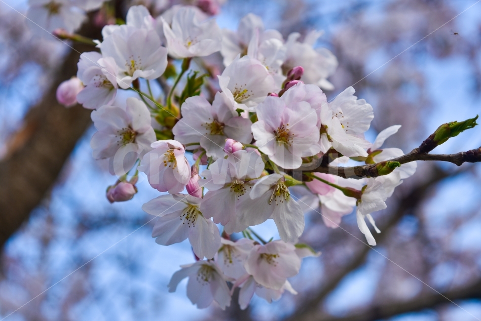 벛꽃,풍경,사진,자연,식물,목포대,식물,자연,plants,nature,봄,계절,spring,season,꽃,flower,plant,blossom