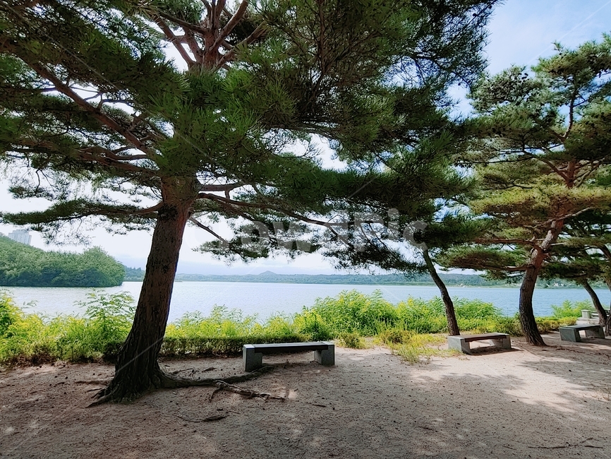호수,lake,벤치,나무,tree,자연,식물,nature,plant,bench,햇빛,그늘,여유,휴식,고요,자연,풍경,nature,landscape,tree trunk,나무 줄기