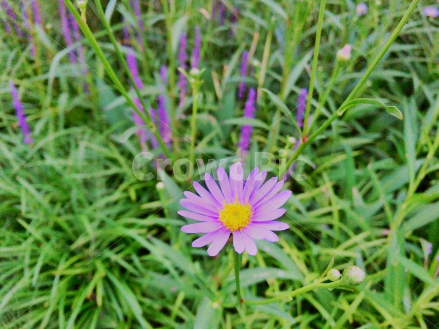 꽃,여름,풍경,Flower,자연,식물,자연,plants,nature,꽃,flower