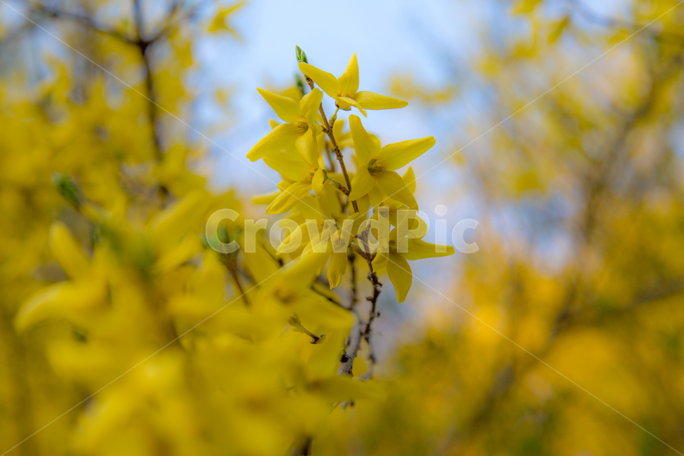 식물,봄,봄꽃,개나리,야생의꽃,벚꽃,봄,계절,spring,season,식물,자연,plants,nature,꽃,flower