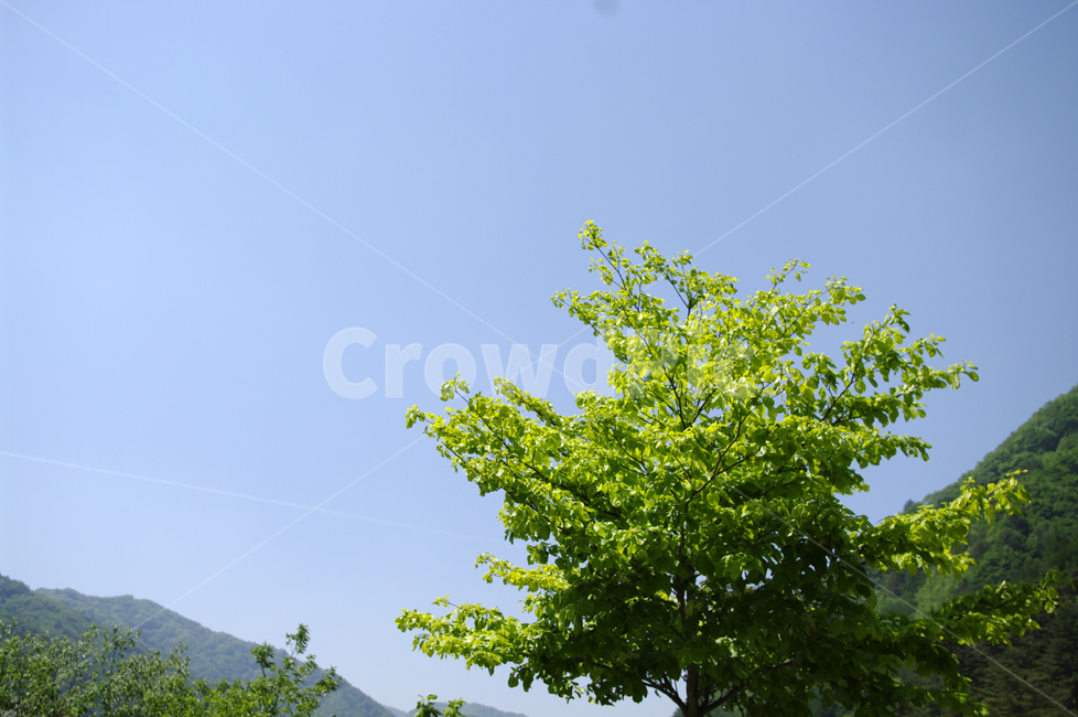 하늘,나무,식물,초록,plant,자연,풍경,nature,landscape,tree