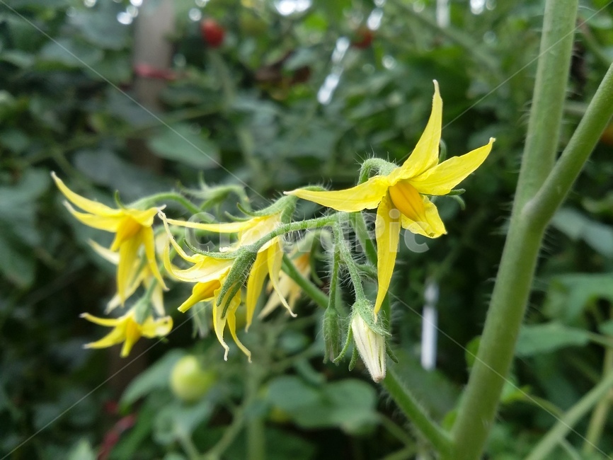 plant,식물,꽃,자연,줄기,노란꽃,식물,자연,plants,nature