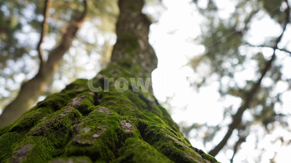 나무,초록,이끼,정물,자연,나무,trees,wood,식물,자연,plants,nature