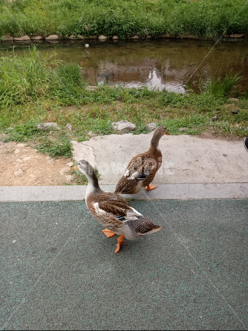 오리,개천가,자연,새,산책