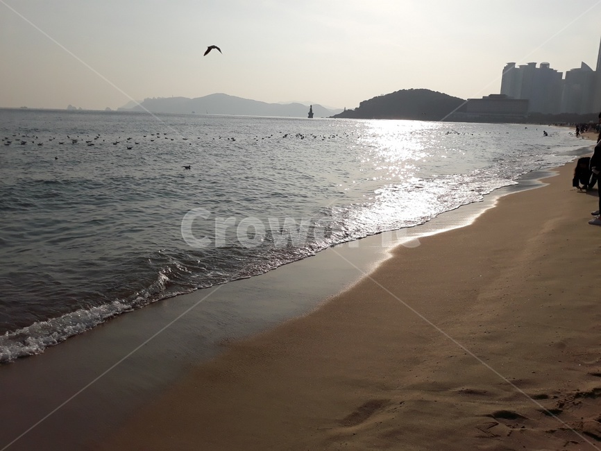 바다,파도,해변,부산해운대,모래사장,갈매기,동백섬,오후,햇빛