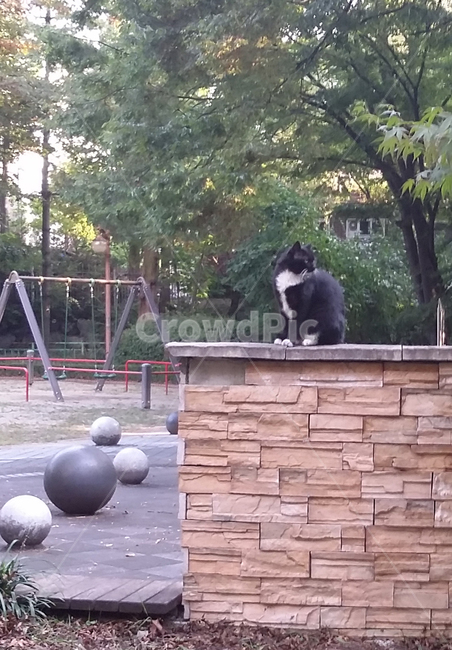 고양이,공원,그네,놀이터,나무,동물,animal,포유류,mammal,고양이,cat,kitten,kitty