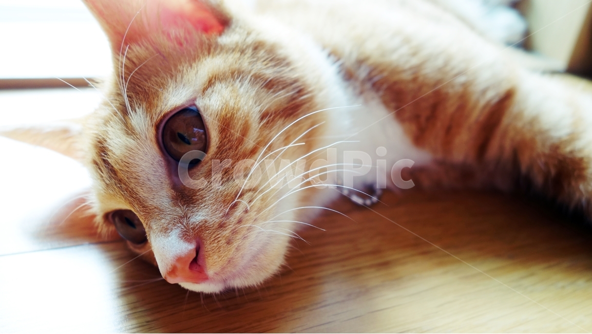 고양이,cat,동물,pet,고양이수염,동물,animal,포유류,mammal,고양이,cat,kitten,kitty