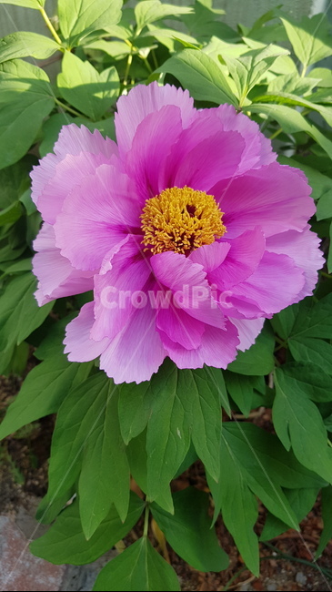 blossom,flower,꽃,모란,식물
